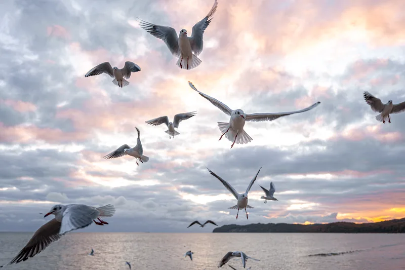 היבטים נפשיים-חברתיים על ימי מלחמה.